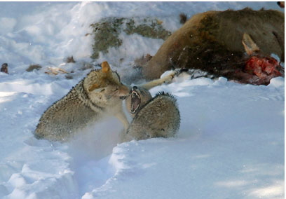 Wolf and Coyote at a kill site.