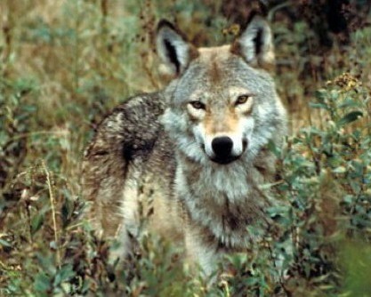 Eastern wolf of La Maurice National Park of Canada