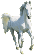 horse2.gif (5172 bytes)