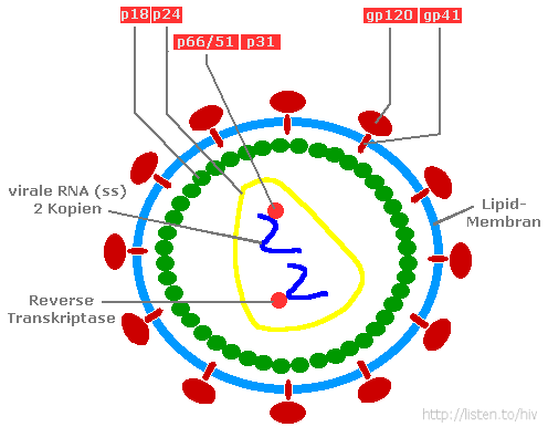 HIV-Virion