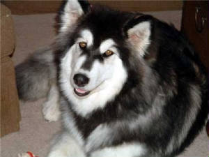 hudsons-malamutes-kina10.jpg