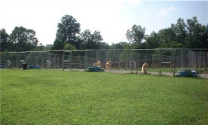 kennel-aug-12-11.jpg