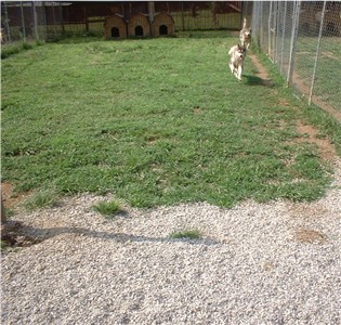 kennel-aug-12-14.jpg