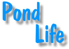 pond_life_banner.jpg (7551 bytes)
