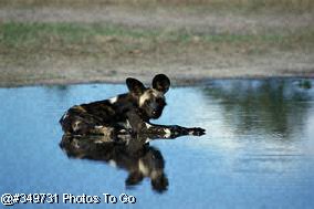 African Wild Dog