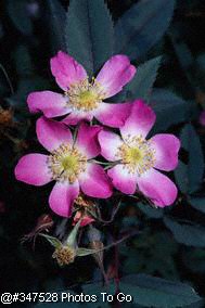 Rosa rubrifolia