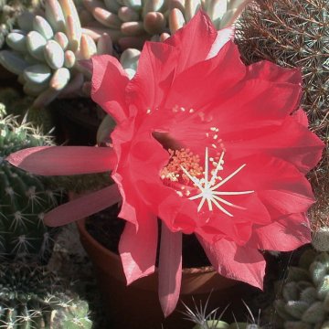 Echinopsis hybr.