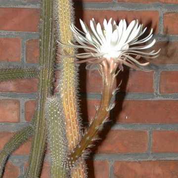 Nyctocereus serpentinus