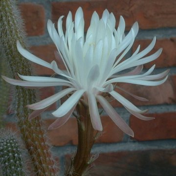 Nyctocereus serpentinus