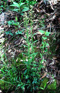 Arabis georgiana (Georgia rockcress). Click on this thumbnail for a larger image.