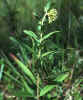 Asclepias viridiflora