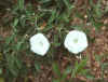 Calystegia catesbiana ssp. catesbiana(?), Bibb County, Alabama. Apparently another state record.