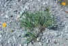 Coreopsis grandiflora var. inclinata, in a newly surfaced trail at The Nature Conservancy's Bibb County Glades preserve; the gravel provides a better-than-usual background for seeing how sparsely lobed the lreaves are in this endemic variety.