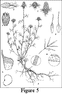 Figure 5. Dalea cahaba. A. Habit (shown as more erect than is natural, so as to fit the page), X1/3, detail showing sulcate stem. B. Leaf, X2, detail showing lower surface. C. Two spikes, X1, one globose, one cylindrical. D. Flower, with interfloral bract, X4 1/2. E. Bracts, X9, interfloral (left) and basal (right). F. Calyx, X6 1/2. G. Pod (upper) and seed (lower), both X12 1/2. Drawing by Vicky Holifield.