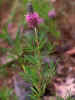 Dalea gattingeri, Floyd County, Georgia, with more leaflets (>5) than found in D. cahaba.