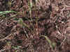 Erigeron strigosus var. beyrichii, closeup of plant shown at right, devoid of rosettes.