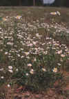 Erigeron strigosus var. calcicola, from site shown at left, blooming at a lower height in response to mowing.