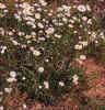 Closeup of Erigeron strigosus var. calcicola, from site shown at left, blooming at a lower height in response to mowing.