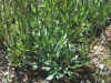 Erigeron strigosus var. calcicola, closeup showing rosettes.