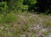 Habitat of Erigeron strigosus var. dolomiticola.