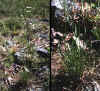 Erigeron strigosus var. dolomiticola, with closeup at right of basal rosettes.