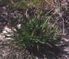 Erigeron strigosus var. dolomiticola, closeup of base of plant shown in first picture on this page.