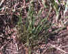 Erigeron strigosus var. dolomiticola, base of plant with moderate rosette production.