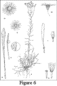 Figure 6. Erigeron strigosus var. dolomiticola: A. Habit, X1/4. B. Rosette leaf, X3 C. Mid-cauline leaf, X3, detail showing upper surface. D. Head, X3, two views. E. Pressed involucre, exterior view, X4. F. Ray flower (left) and disk flower (right), both with ovary and X10. G. Achenes, X10, of ray flower (left) and disk flower (right). Drawing by Vicky Holifield.