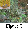 Figure 7. Center, Erigeron strigosus var. calcicola, late autumnal (post light frosts) aspect with overwintering basal rosettes well developed (indicated by arrows); Marshall County, Tennessee, 27 October 1992. Upper left, detail from pressed specimen (Morgan Co., Alabama, A. 12444, US) of var. calcicola, with multiple rhizomes, each terminated by a rosette (scale at bottom in 1 cm intervals). Upper right, much narrower rosette leaves of var. dolomiticola (in prostrate, winter condition); Bibb County, Alabama, 29 December 1992.