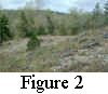 Figure 2. Ketona Dolomite Glade, Bibb County, Alabama, April 1994. Woody aspect dominant is Juniperus virginiana, the herbaceous dominant, Amsonia ciliata var. tenuifolia.