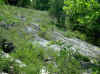 Upslope from Rhynchospora capillacea population