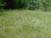 Scene from the single glade that supports a large population of Liatris oligocephala.