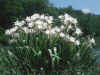 Hymenocallis coronaria, Cahaba River, Bibb County, Alabama