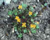 Unusally robust plant of Leavenworthia exigua var. lutea.