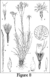 Figure 8. Liatris oligocephala. A. Habit, X1/3, detail showing lower surface of leaf. B. Leaf, X1. C. Head, X1. D. Representative phyllaries, X3, outer (left), medial (center), and inner (right). E. Flower, X2. F. Dissected flower, X4. G. Achene, X4. Drawing by Vicky Holifield.