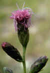 Liatris cylindracea