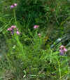 Liatris oligocephala