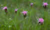 typical, few-headed inflorescences of Liatris oligocephala