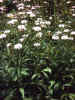 Marshallia mohrii (Mohr's Barbara's-buttons) in Allison's garden