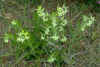 Onosmodium decipiens, early in anthesis, with some nutlets persisitng on dead stems of previous year