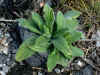 Basal rosette of Onosmodium decipiens, late winter.