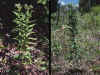 Plants of Onosmodium molle ssp. hispidissimum, Marion County, Tennessee (the nearest known locality of this taxon to Bibb County Alabama). All subspecies of O. molle are normally taller than O. decipiens.