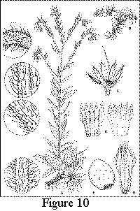 Figure 10. Onosmodium decipiens. A. Habit, X1/3, with details showing hairs on (top to bottom) inflorescence axis, lower leaf surface, upper leaf surface, and lower stem. B. Portion of infructescence, viewed from above, X1/3. C. Calyx with ovary and style, X5. D. Corolla, X5. E. Two views of dissected corolla, X3 1/3. F. Nutlet, X10. Drawing by Vicky Holifield.