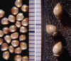 Nutlets of Onosmodium decipiens (left, from Bib County, Alabama) and O. molle ssp. hispidissimum (right, from Marion County, Tennessee). Both photographed with mm scale to facilitate equal scaling of images.