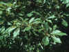 Quercus muehlenbergii (chinkapin oak).