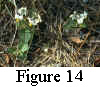 Figure 14. Solanum pumilum. The first individuals of the species recorded anywhere since the 1830s; Bibb County, Alabama, "Nightshade Glade," 26 April 1993.