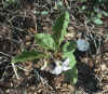 Solanum carolinense, dwarfed by extreme conditions of Ketona Dolomite glade