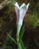 "Candy-striped" exterior of corolla of Spigelia gentianoides var. alabamensis.