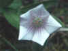 View into flower of Spigelia gentianoides var. alabamensis, showing guide lines.