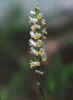 Spiranthes lucida, with strong orange-yellow lip-coloration characteristic  of species.